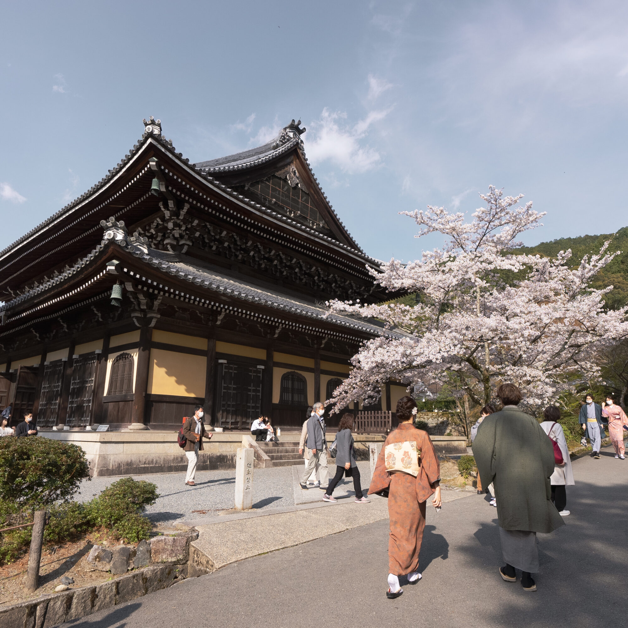 南禅寺法堂を背景に桜の木と着物を着て散策する人々を切り取り 2021年3月撮影