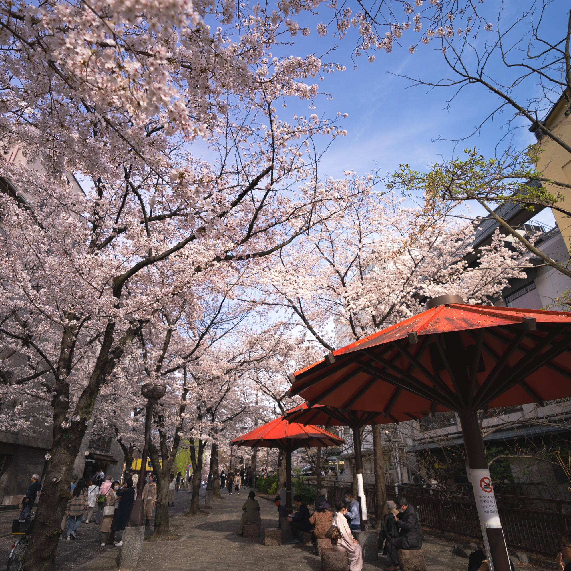 川端通りから白川筋への入り口付近にて、沢山の大きな桜の木と、沢山の大きな赤い傘と、観光を楽しむ人達 2021年3月撮影