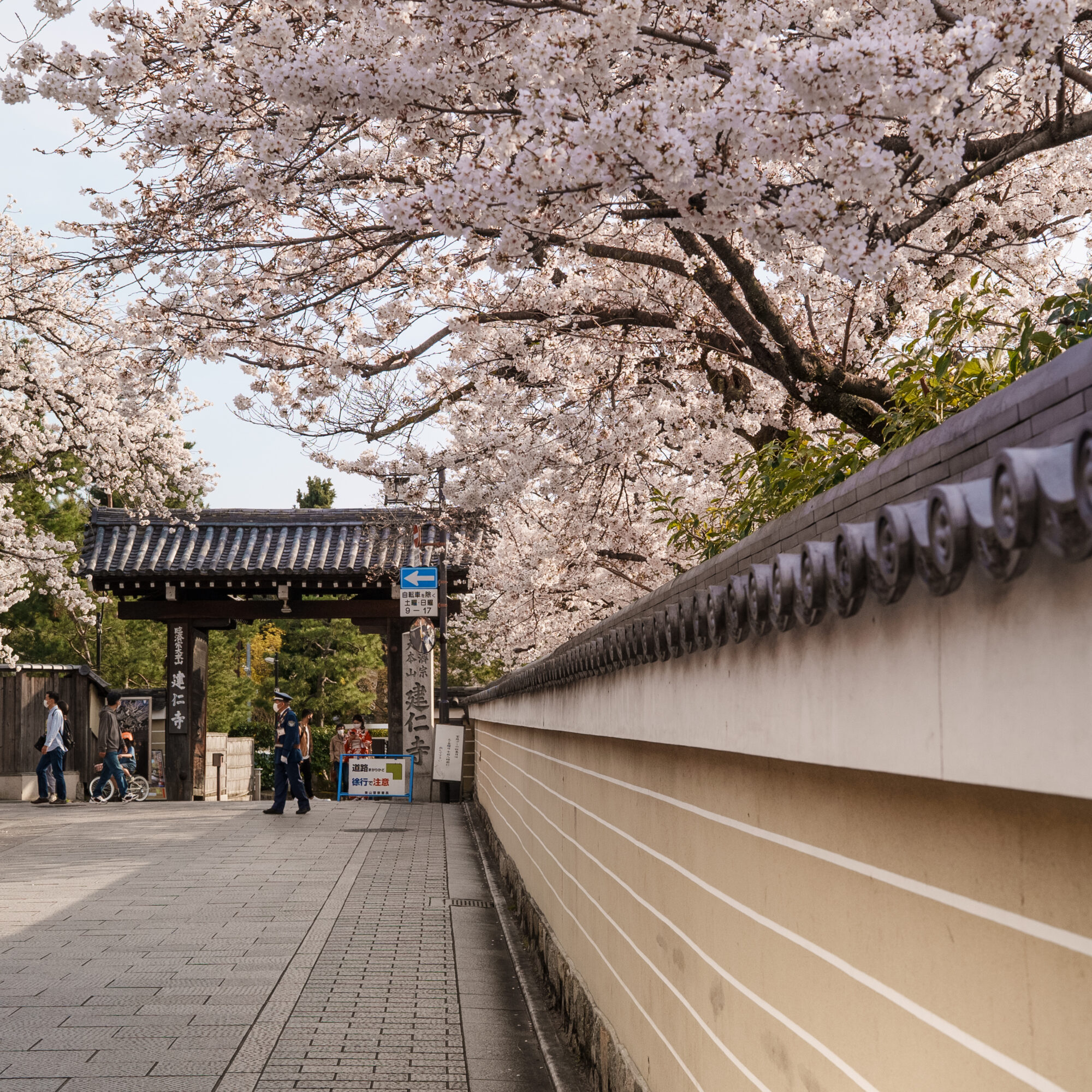花見小路通り沿いに咲き誇る大きな桜の木。建仁寺入口付近が観光客で賑わう中、交通整理を行うガードマン 2021年3月撮影