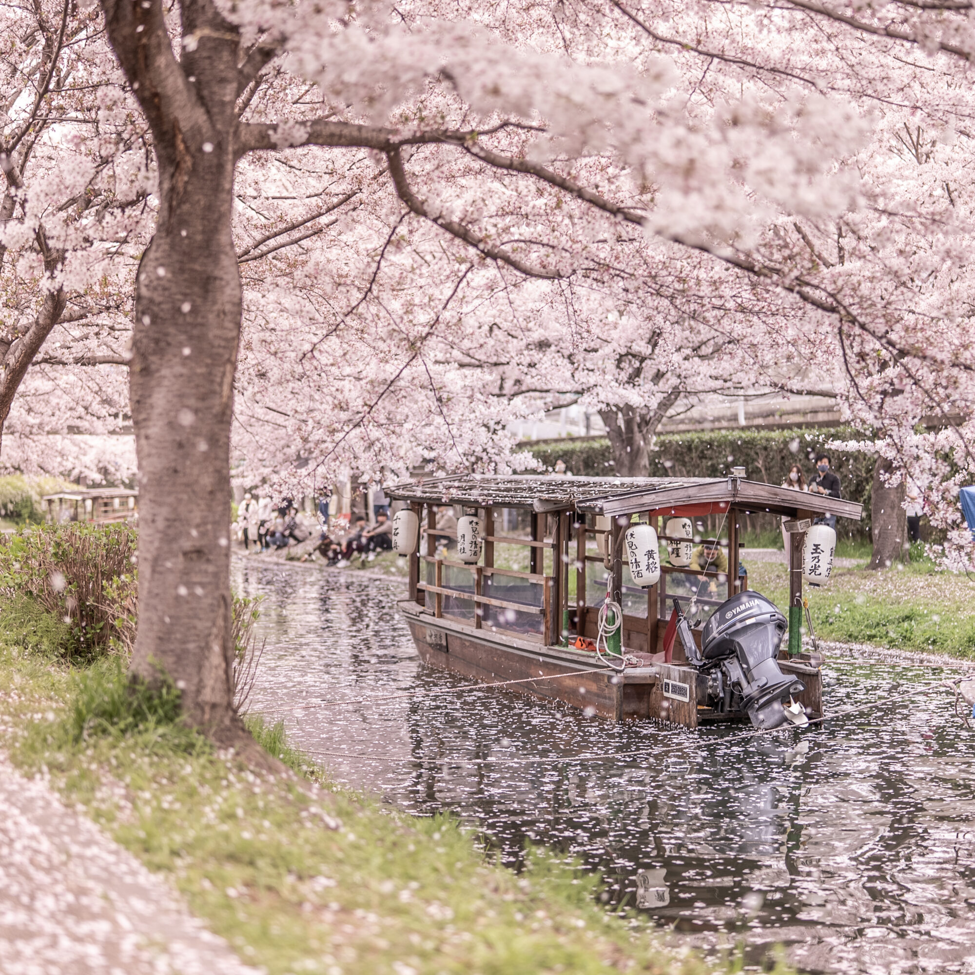 伏見十石舟と桜の木と水面に溜まった桜の花びら 2021年3月撮影