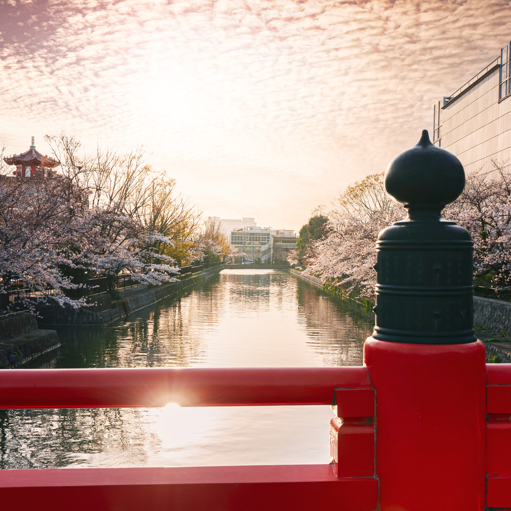 京都国立近代美術館を右手に慶流橋より日没の桜の風情を切り取り 2021年3月撮影